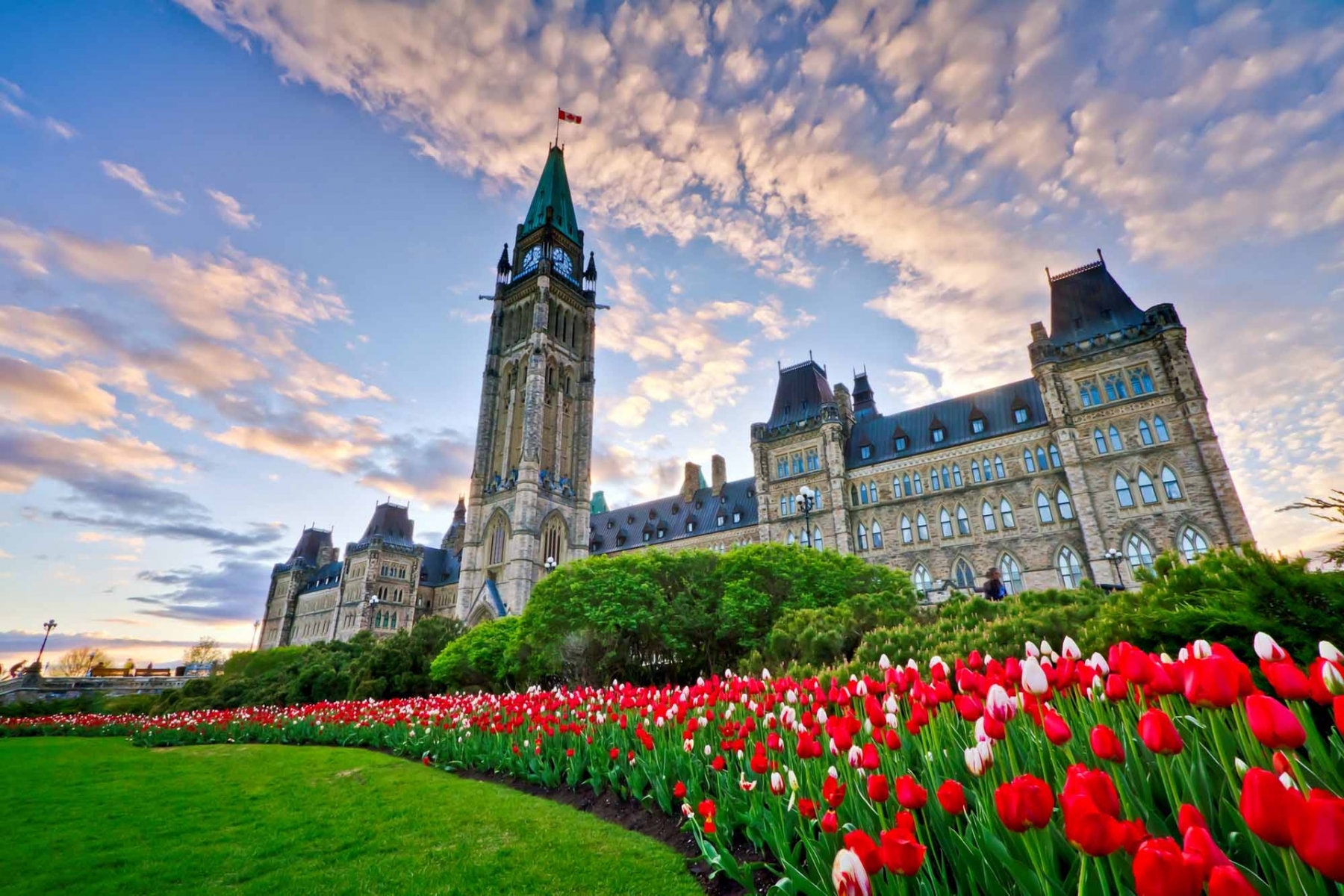Sắc hoa tulip ở Ottawa